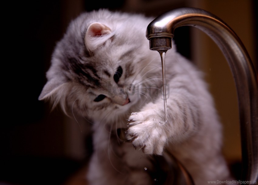 jet kitten tap water wallpaper Isolated Artwork on Clear Transparent PNG