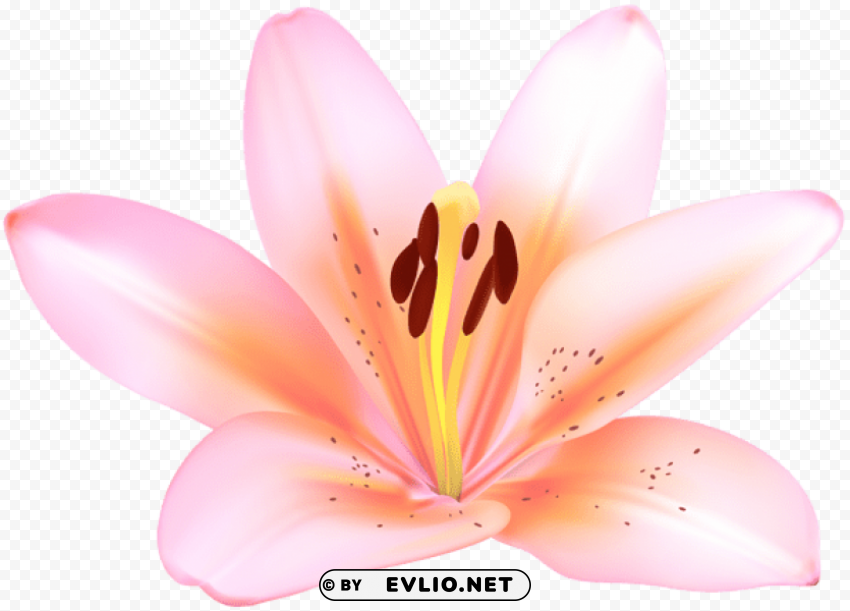 pink lilium flower High-quality transparent PNG images