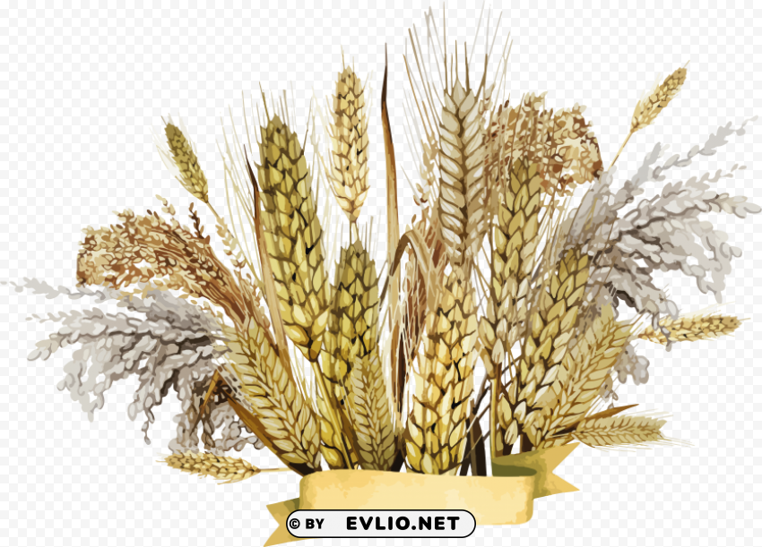 Wheat PNG graphics with clear alpha channel broad selection