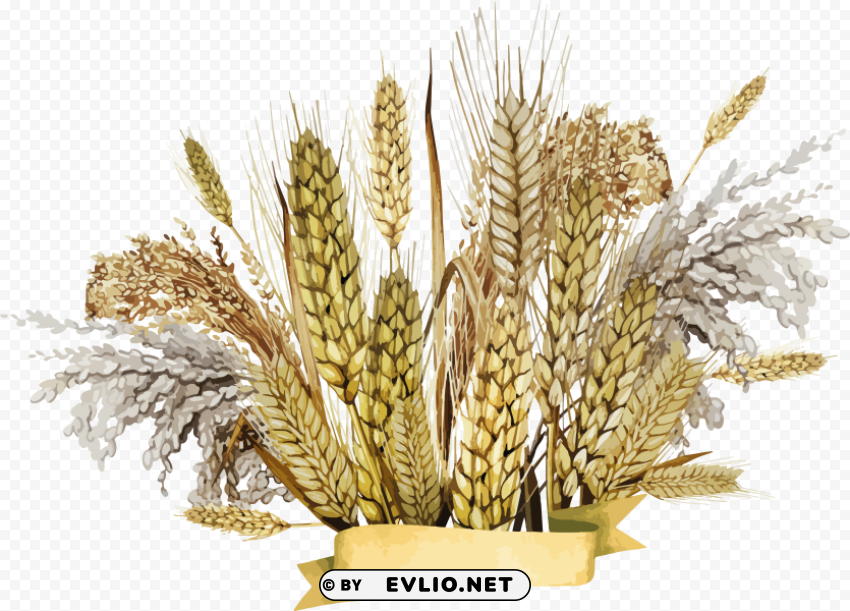 Wheat PNG Graphics With Clear Alpha Channel Broad Selection