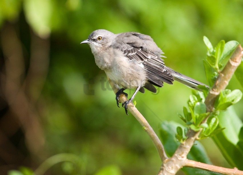 a bird wallpaper PNG graphics with alpha transparency broad collection