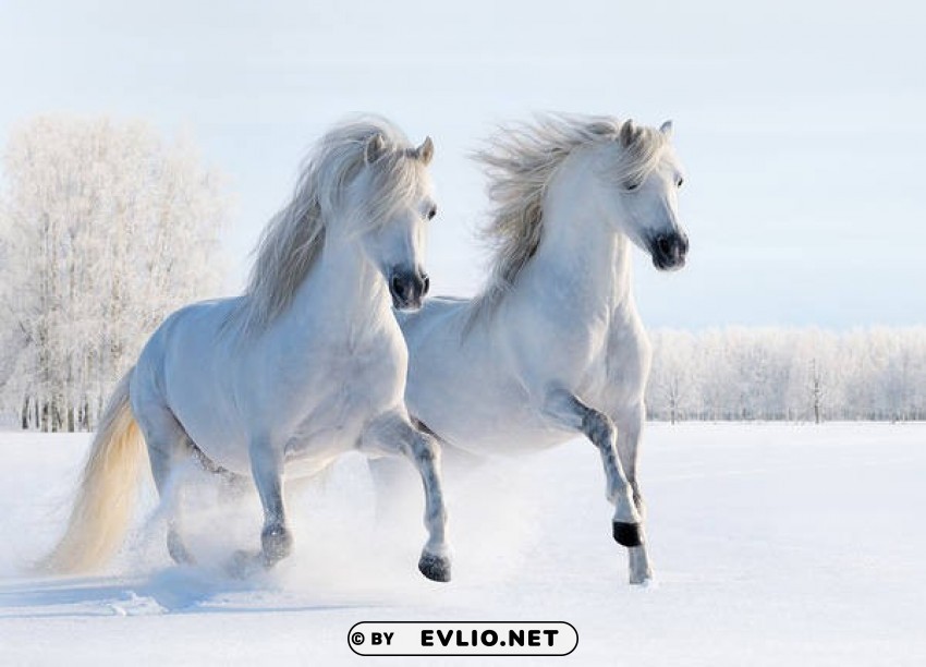 beautiful white horses PNG images without BG