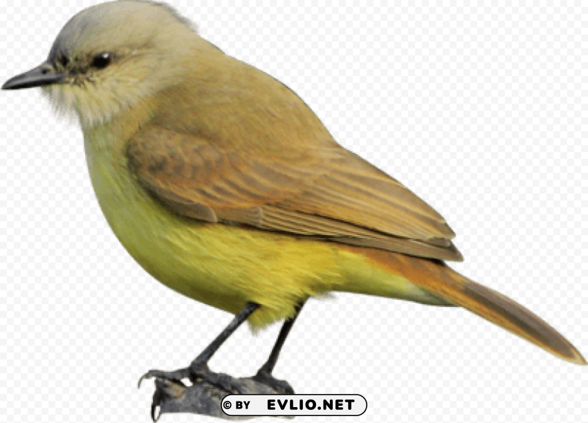 birds PNG for online use