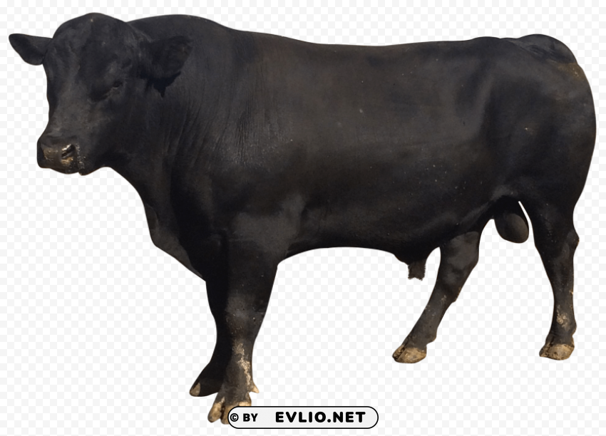 Bull Transparent Background Isolation in PNG Image
