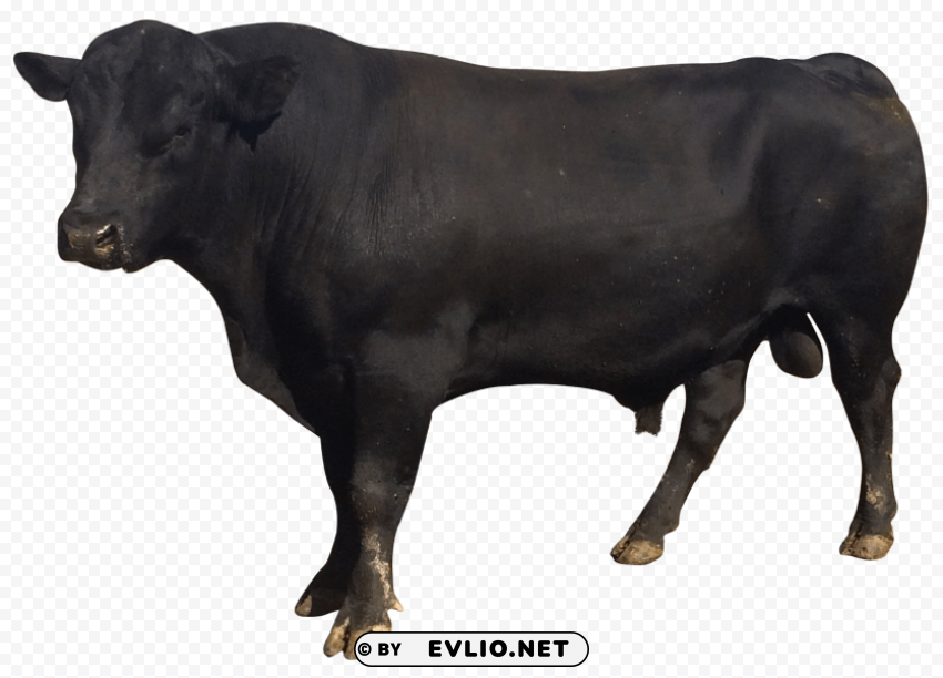 bull Isolated Graphic on Transparent PNG