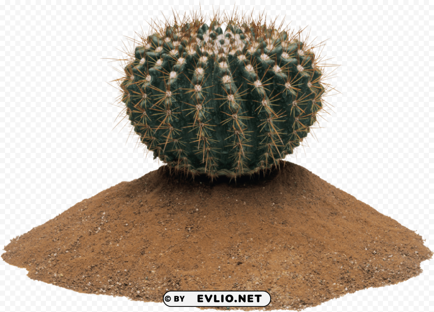 cactus Clear background PNGs clipart png photo - dd7fb263