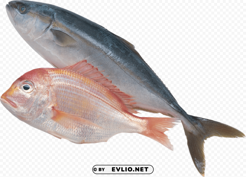 fish Transparent PNG images collection