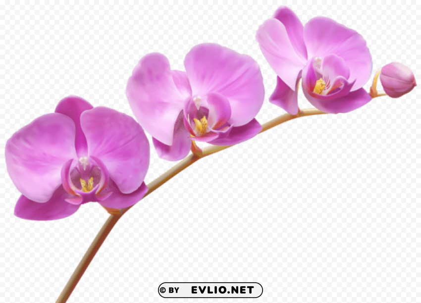 orchids Transparent PNG images free download