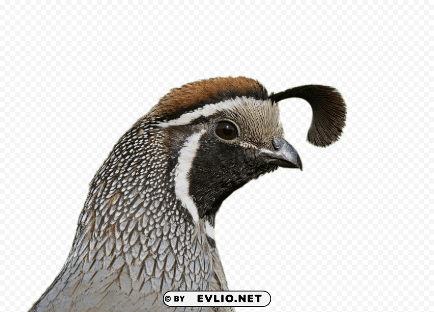 Quail Head PNG High Resolution Free