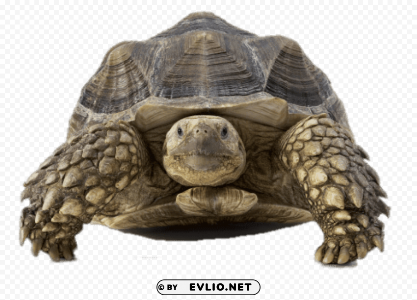 tortoise front view Isolated Object with Transparent Background in PNG