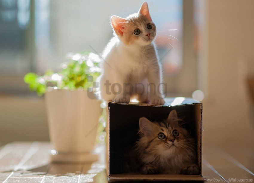 climbing kitten plants portrait wallpaper Transparent PNG images for printing