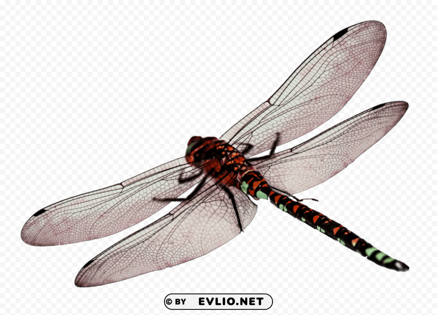 dragonfly HighResolution PNG Isolated Artwork