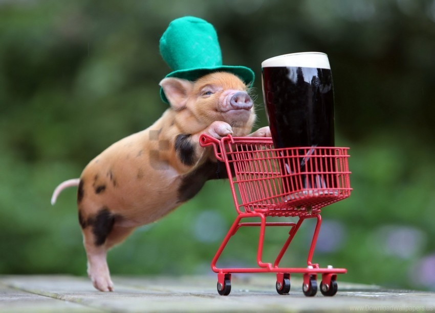 drink hat pig shopping wallpaper PNG transparent designs for projects