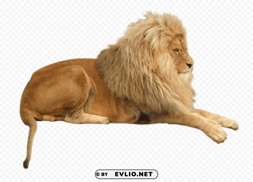 lion animal PNG Image Isolated with Transparent Detail