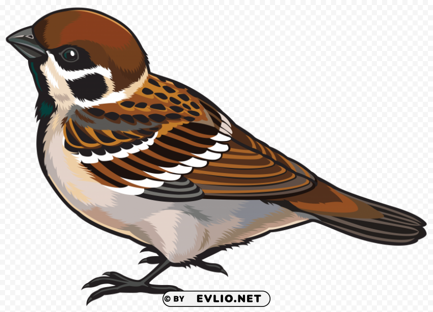 sparrow Isolated Graphic with Clear Background PNG