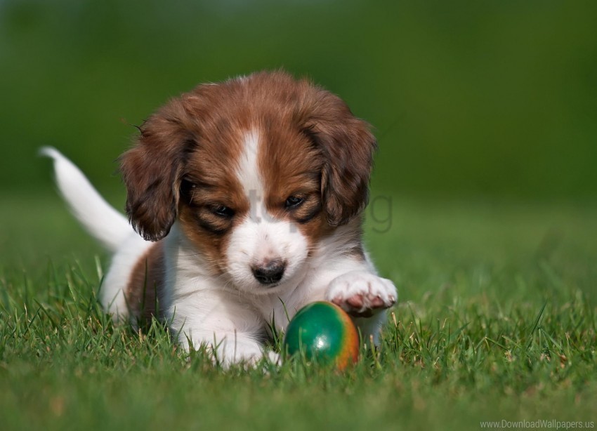 ball dog kooikerhondje playful puppy wallpaper PNG pictures with no background