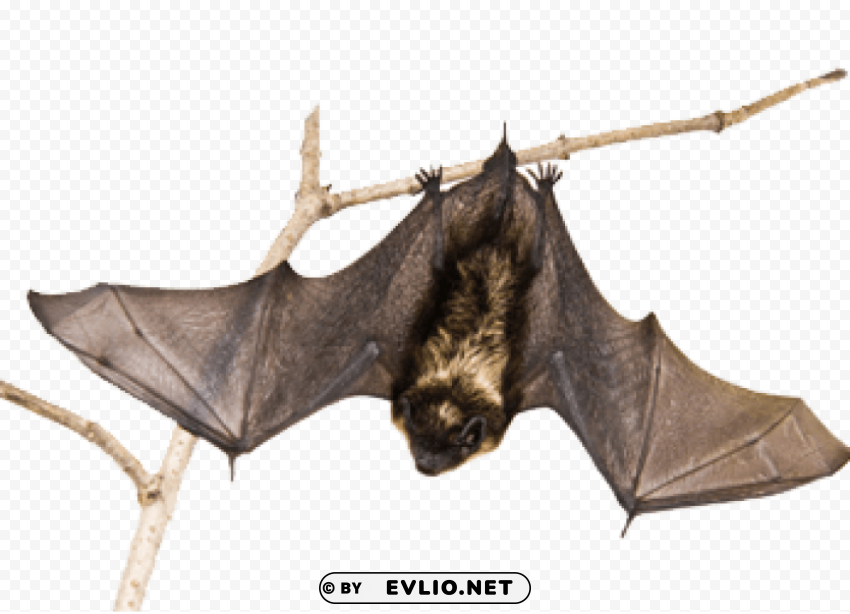Nocturnal Bat - High-Quality Images - Image ID 961ca09f Isolated Element on HighQuality Transparent PNG png images background - Image ID 961ca09f