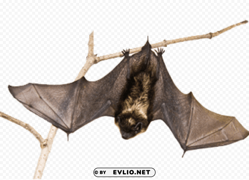 bat on a branch PNG with no background required png images background - Image ID 1687a3da