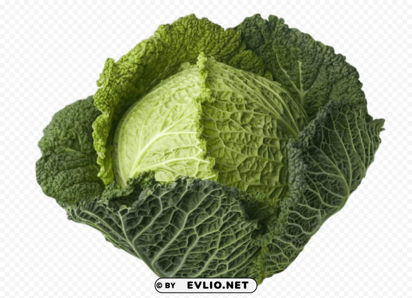 cabbage PNG with clear overlay