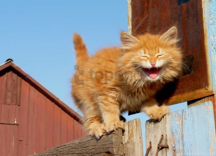 climbing creek fence kitten open mouth wallpaper Clear Background Isolated PNG Illustration