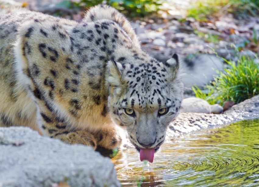 drink snow leopard water wallpaper Isolated PNG on Transparent Background