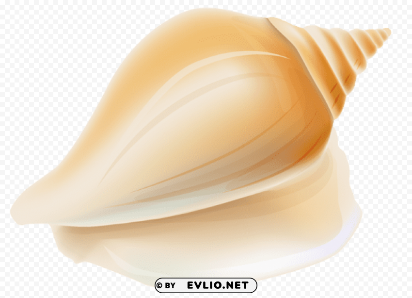 seashell Transparent PNG images pack