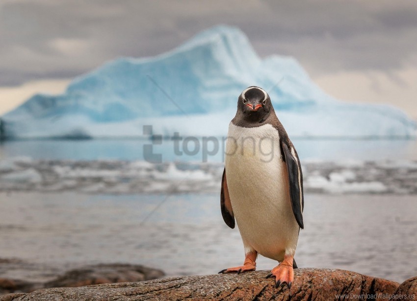 animal bird ice ocean penguin wallpaper PNG Graphic Isolated with Transparency
