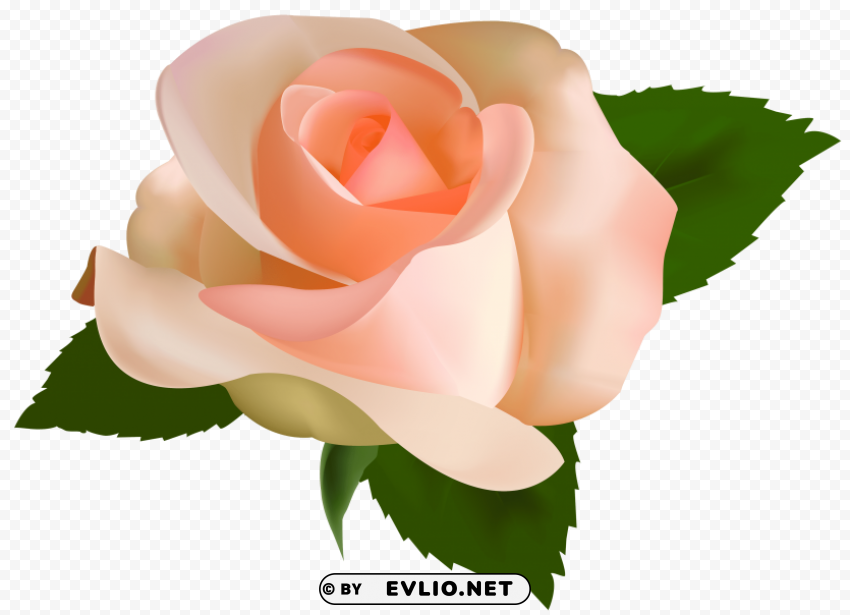 beautiful rose PNG graphics with clear alpha channel selection
