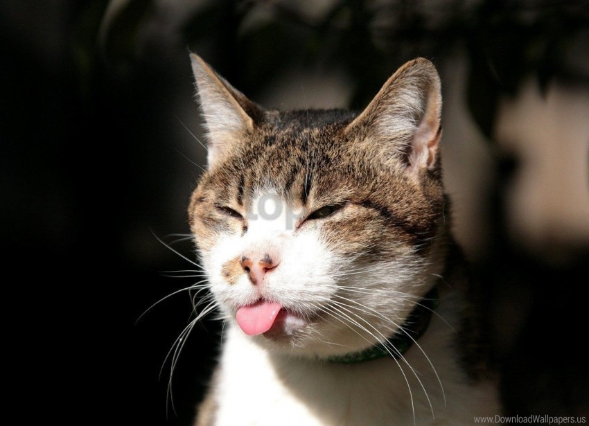 cat face spotted tongue wallpaper Transparent PNG image