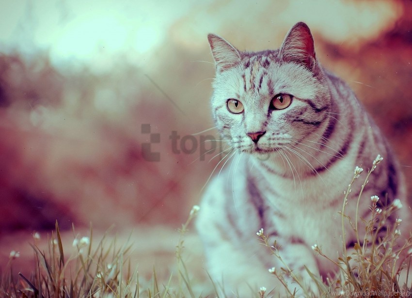 cat sit striped wallpaper PNG images without watermarks