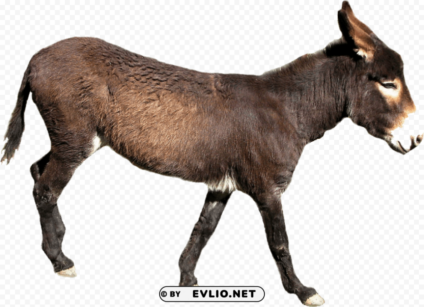 donkey PNG for use