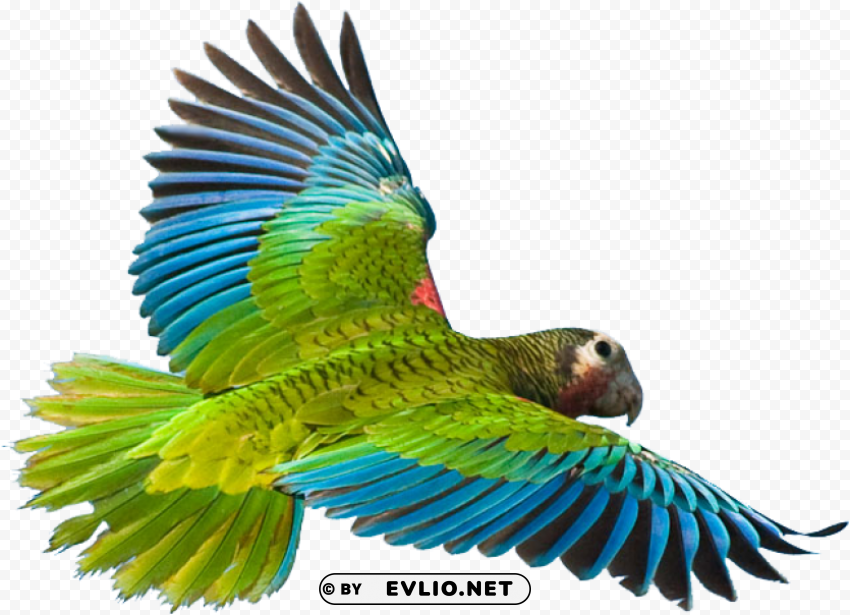 flying parrot Transparent PNG Isolated Subject Matter