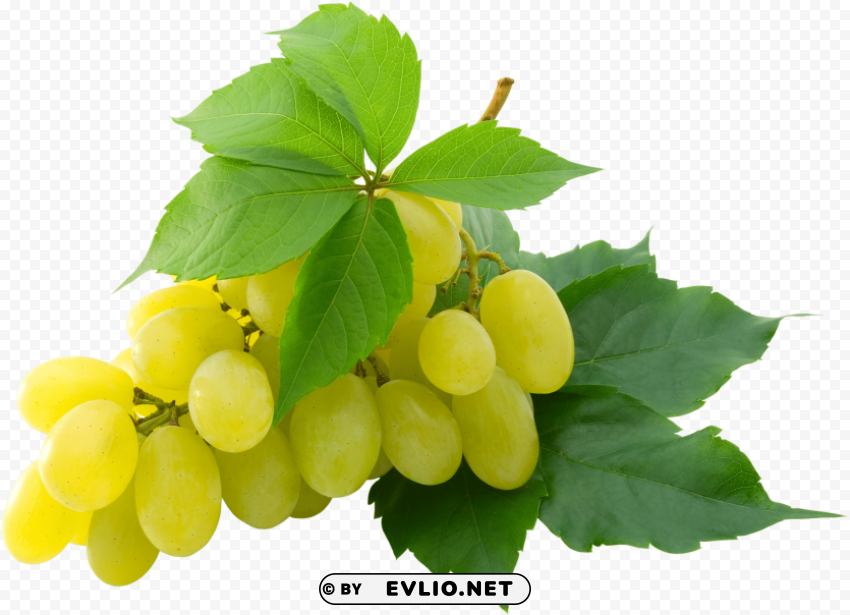 grape PNG with transparent background free PNG images with transparent backgrounds - Image ID 067121ee