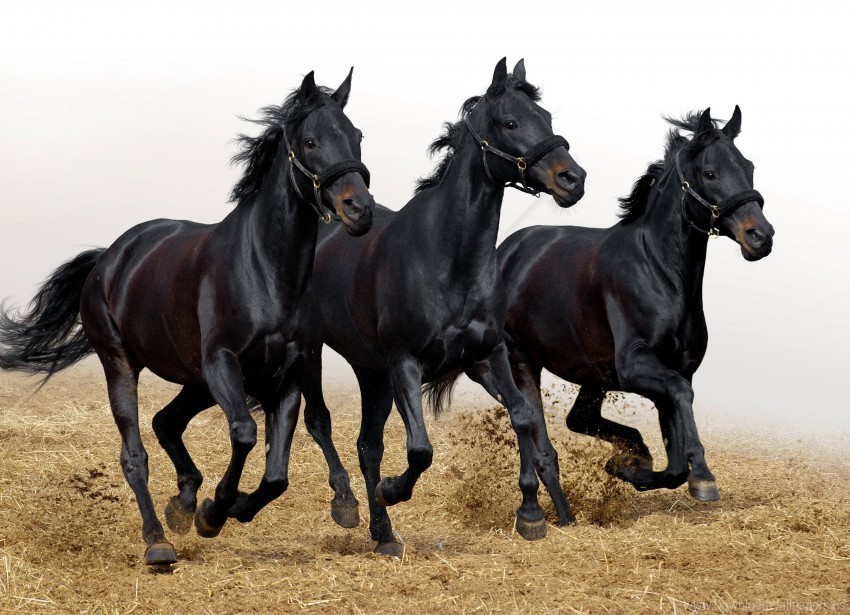 horses movement stallions three wallpaper Transparent Background PNG Isolated Character