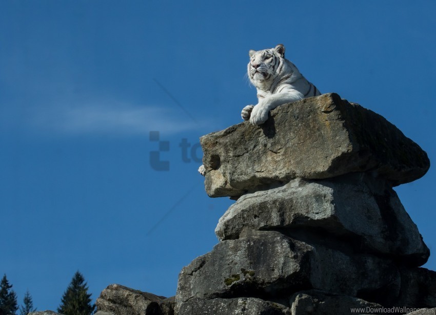 lying predator rock white tiger wallpaper PNG with transparent overlay