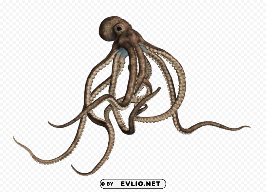 octopus large grey Transparent background PNG gallery