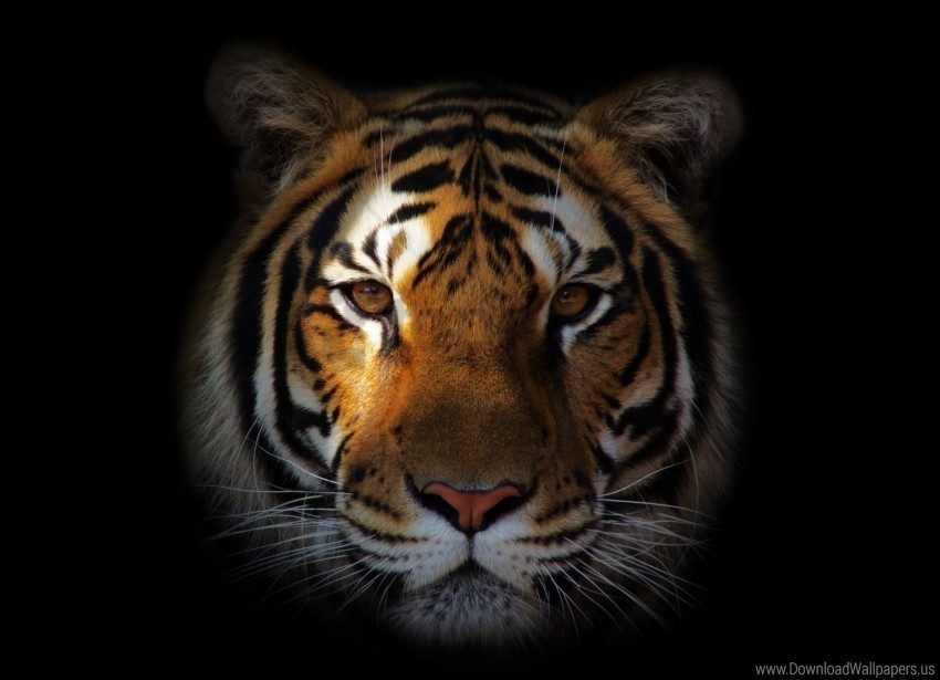 predator shadow snout tiger wallpaper PNG Image with Isolated Icon