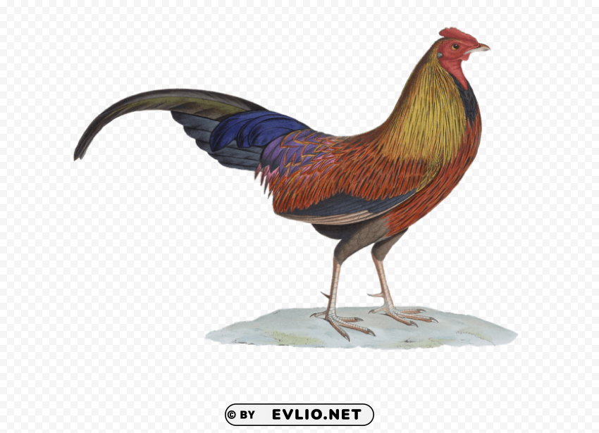 rooster drawing PNG transparent design png images background - Image ID dfd60e49
