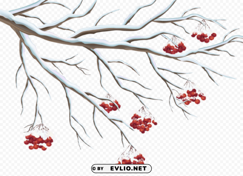 snowy holly berries HighResolution PNG Isolated Illustration