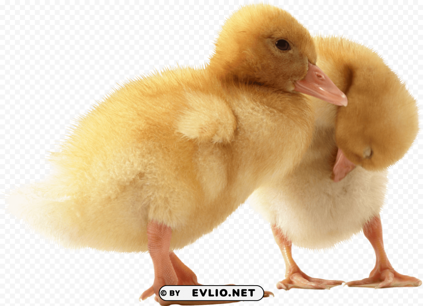 two little ducks Transparent pics