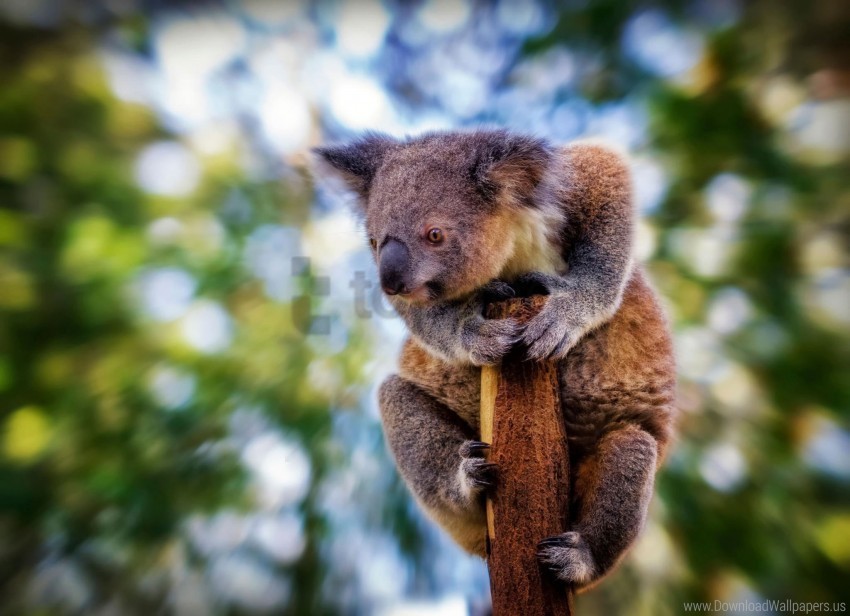  beast blur koala sit tree wallpaper PNG images with clear background