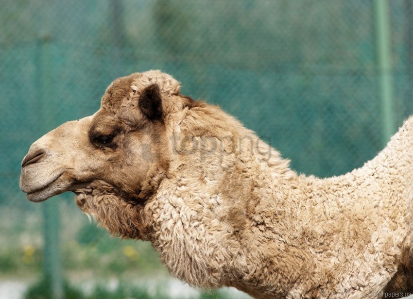 camel face pro wool wallpaper PNG Image Isolated with Transparency