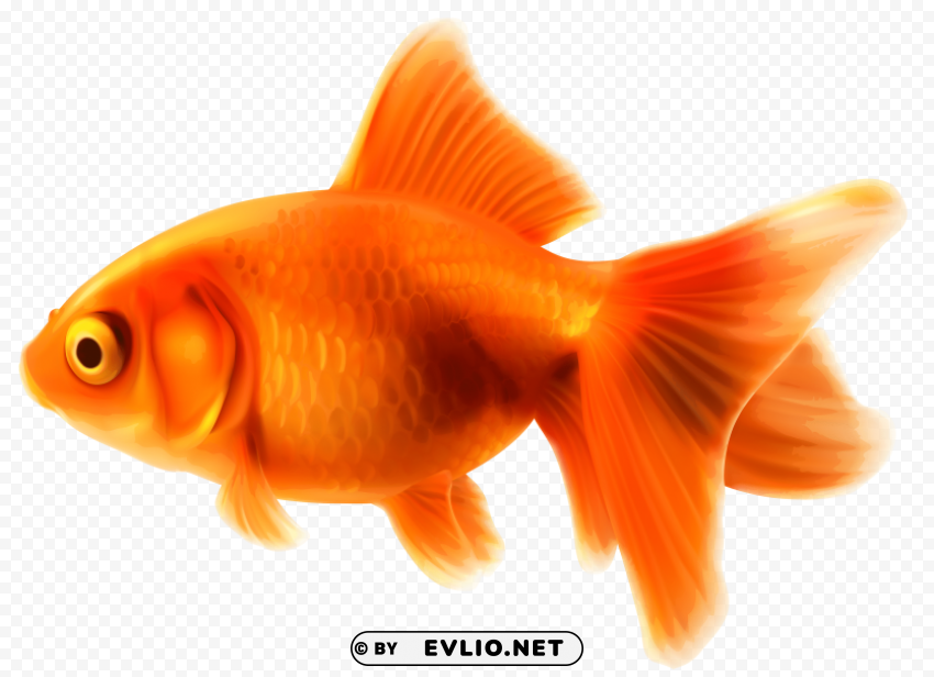 goldfish Transparent Background Isolated PNG Icon