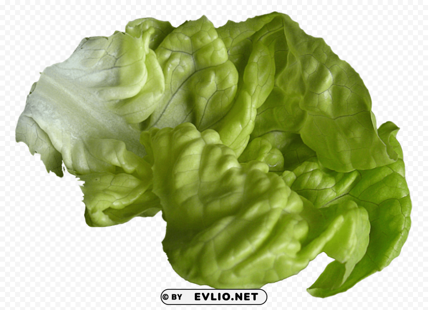 lettuce Free PNG download no background