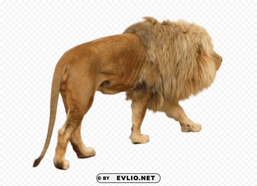 lion animal Clear PNG photos