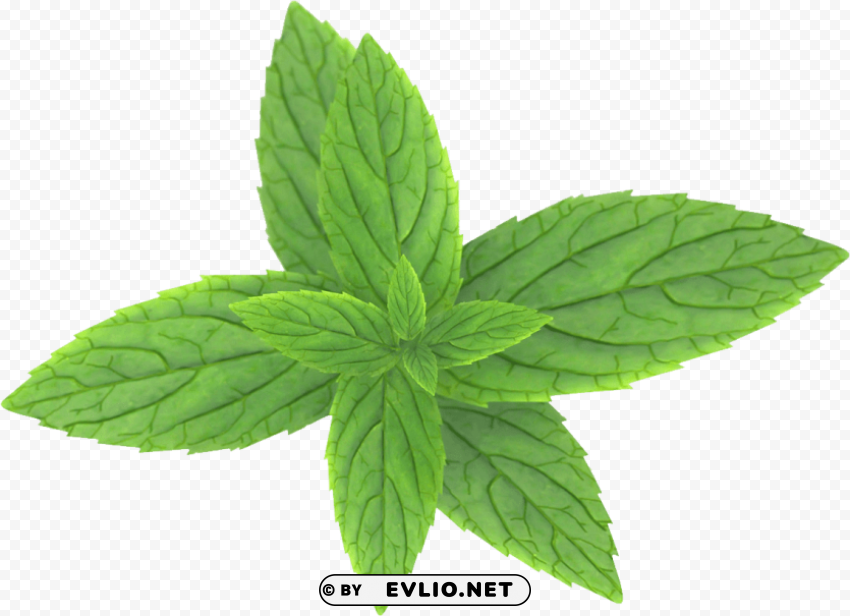 PNG image of pepermint Transparent PNG Object Isolation with a clear background - Image ID b4e94ae1