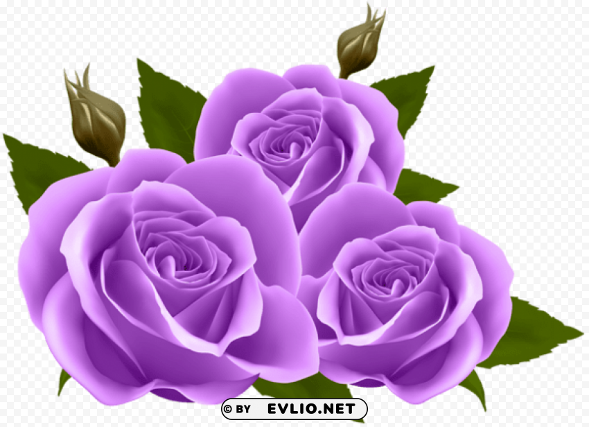 PNG image of purple roses HighQuality Transparent PNG Isolated Graphic Element with a clear background - Image ID f575ceb4