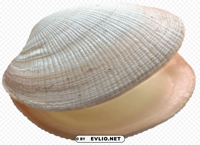 shell Clean Background Isolated PNG Graphic Detail