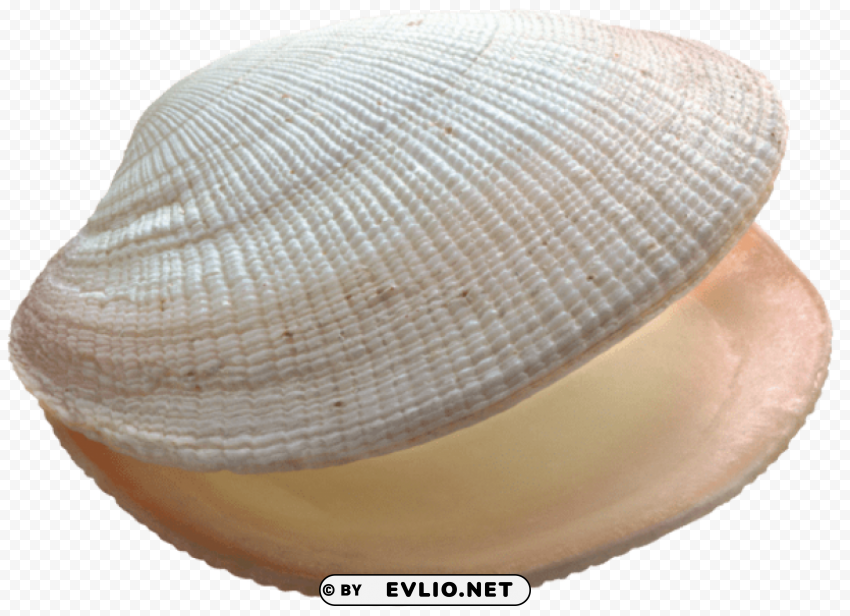 Shell Clean Background Isolated PNG Graphic Detail