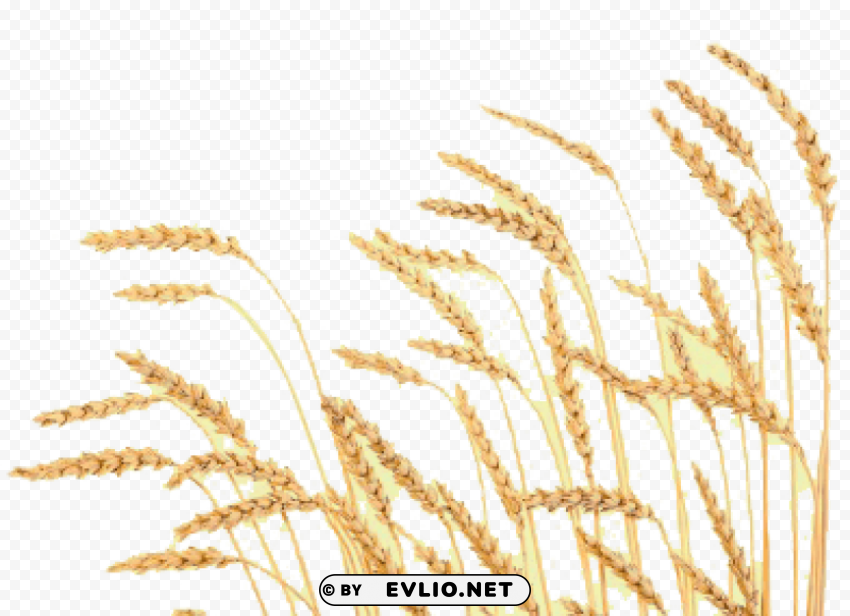 Wheat PNG for educational use